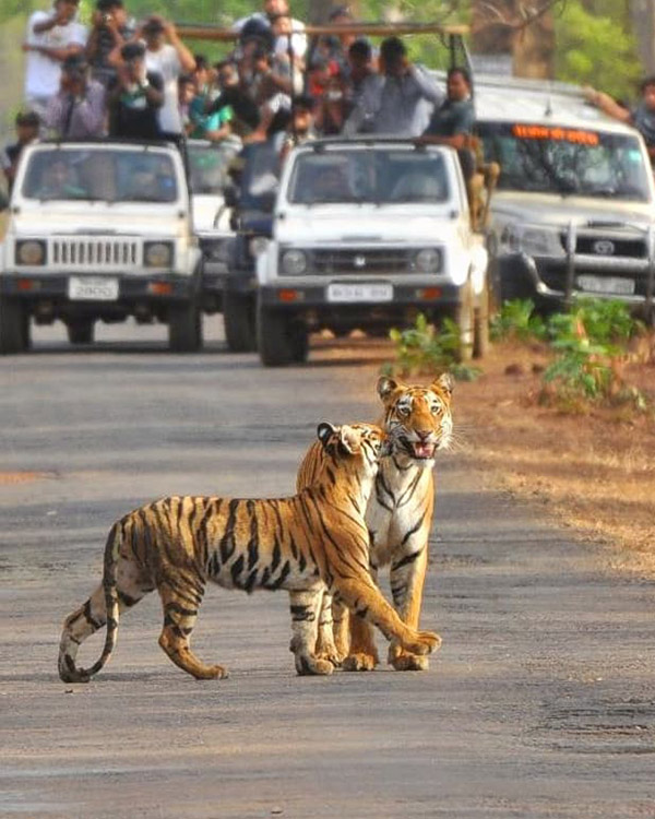 Jim Corbett